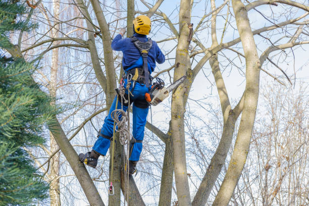 How Our Tree Care Process Works  in  French Valley, CA